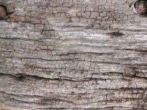 Old_Wood_texture_3_by_Tigg_stock